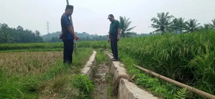 Irigasi Rusak Parah, Lahan Persawahan di Koroncong Pandeglang Kekeringan