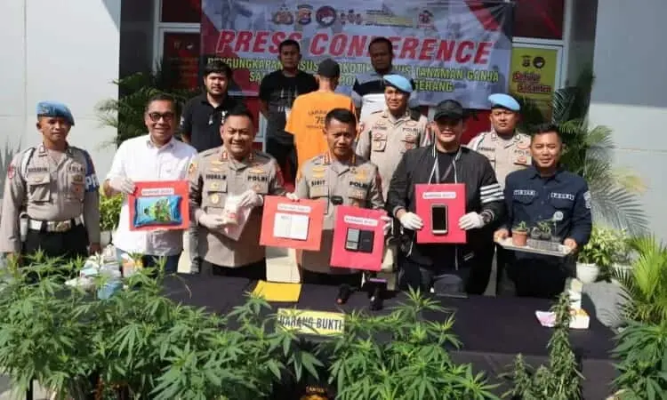 Tanam Ganja di Rumah, Warga di Kab Tangerang Dibekuk Polisi