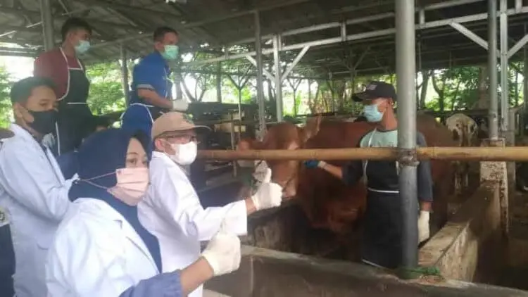 Jelang Hari Raya Kurban, Banten Kekurangan Sapi dan Domba