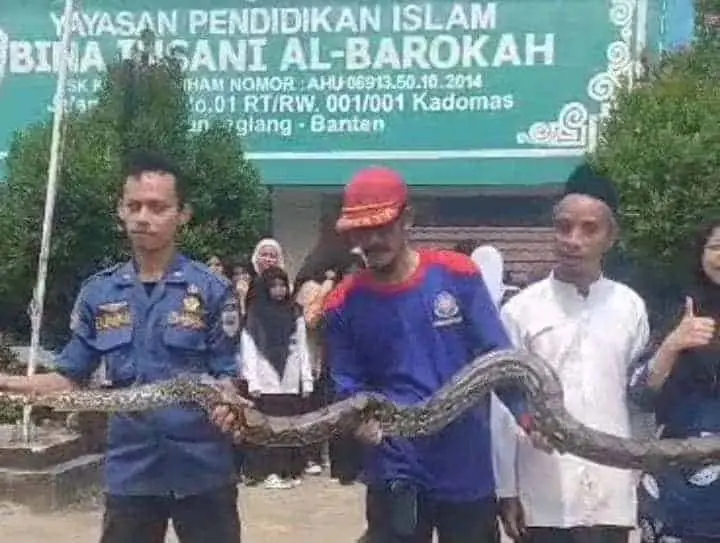 Heboh, Ular Piton Ditemukan di YPI Bina Insani Al Barokah Pandeglang