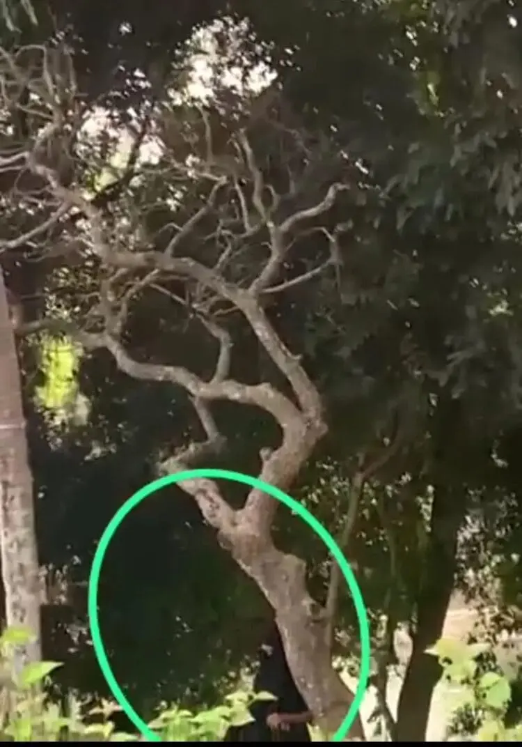 Video Dua Sejoli Diduga Mesum Di Taman Puspemkab Tangerang Beredar