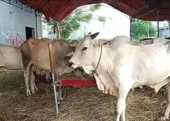 Jelang Idul Adha 1444 H, keberadaan hewan kurban diawasi. (ISTIMEWA)