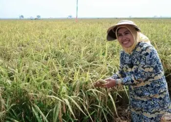 Berprestasi di Bidang Pertanian, Bupati Tatu Raih Satyalancana Wira Karya dari Presiden RI