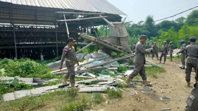 Peternakan Ayam Tak Berizin Dibongkar Anggota Satpol PP Kabupaten Serang, Pemilik Sempat Histeris