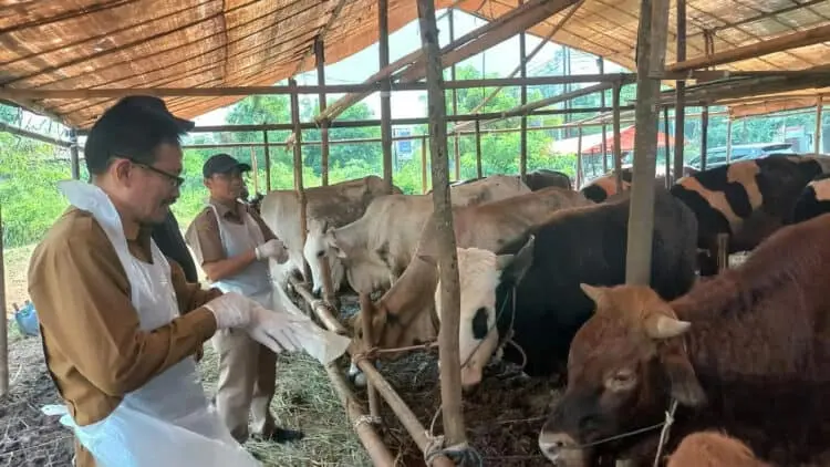 Jelang Idul Adha di Banten, Harga Kambing Naik Penjualan Sapi Meningkat 