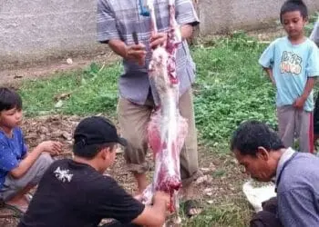 PWI Pandeglang Bagikan Ratusan Kantung Daging Kurban Kepada Masyarakat