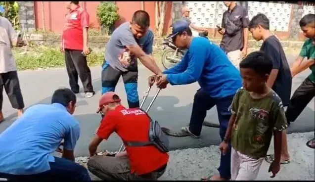 Ngeri, Ular King Kobra Masuk Rumah Warga di Lebak, Ini Duga Penyebabnya