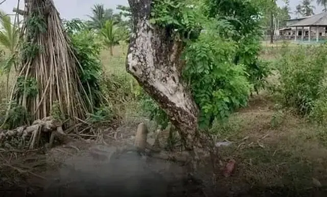 Siswa SD di Lebak Ikut Jadi Pembunuh ODGJ, Korban Dieksekusi Secara Sadis