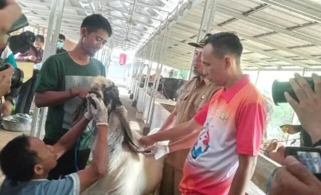Jelang Idul Adha, DKP Kota Tangerang Gelar Pemeriksaan Kesehatan Hewan Kurban