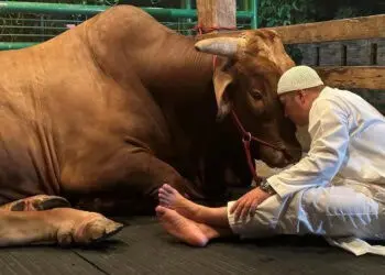 Jelang Sapi Kurban Golden Disembelih, Irfan Hakim Ajak Ngobrol Dan Menangis