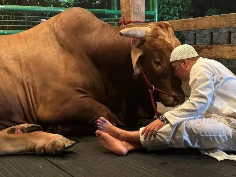 Jelang Sapi Kurban Golden Disembelih, Irfan Hakim Ajak Ngobrol Dan Menangis