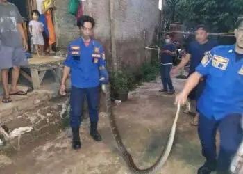 Ular Piton 3 Meter Berhasil Dievakuasi dari Septic Tank di Lebak