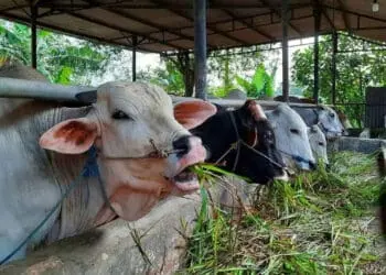 DPKP Kabupaten Tangerang Siapkan Tim Cegah Antraks