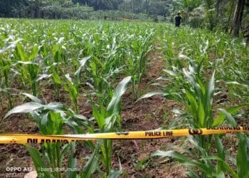 Sesosok Mayat Pria Ditemukan di Kebun Jagung di Petir Kabupaten Serang