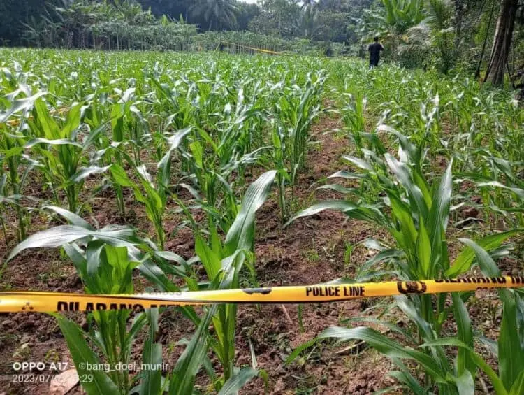 Sesosok Mayat Pria Ditemukan di Kebun Jagung di Petir Kabupaten Serang