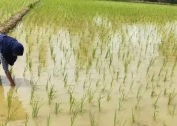 Sepi Peminat, Program AUTP di Pandeglang Belum Berjalan Optimal