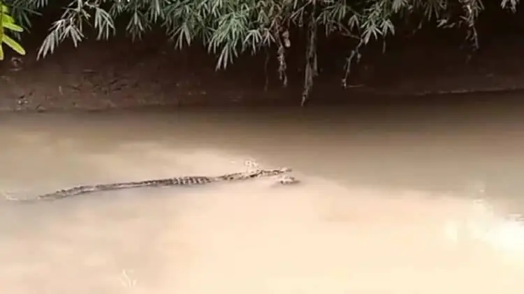 Asyik Cari Kerang Sungai, Satu Warga Pandeglang Dimangsa Buaya
