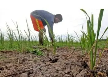 Kemarau Sudah Membuat 372 Hektare Sawah di Lebak Kekeringan