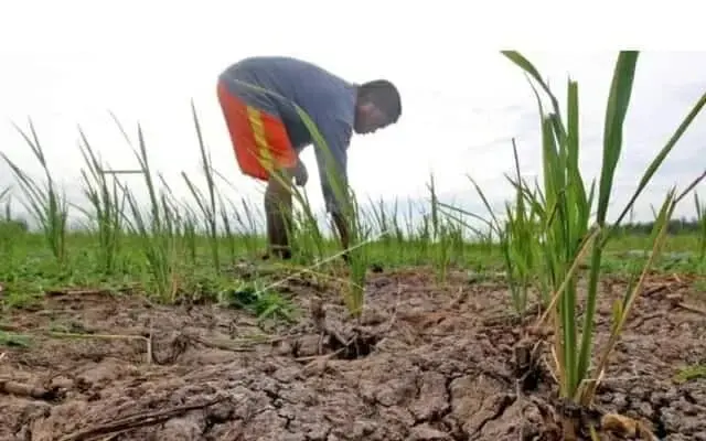 Kemarau Sudah Membuat 372 Hektare Sawah di Lebak Kekeringan