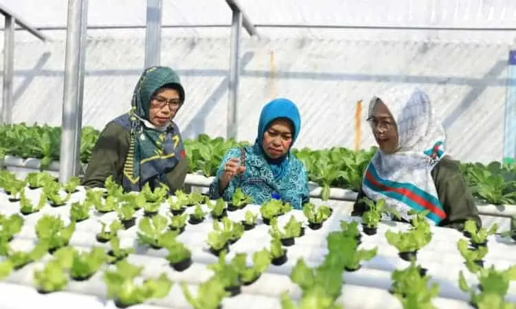 KWT di Kota Tangerang Panen Sayur Hidroponik