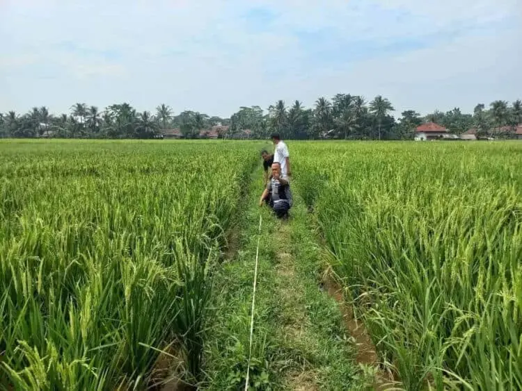 Untuk Menunjang Ketersediaan Pangan, DKPP Kabupaten Serang Siapkan 1000 Hektar Lahan Padi