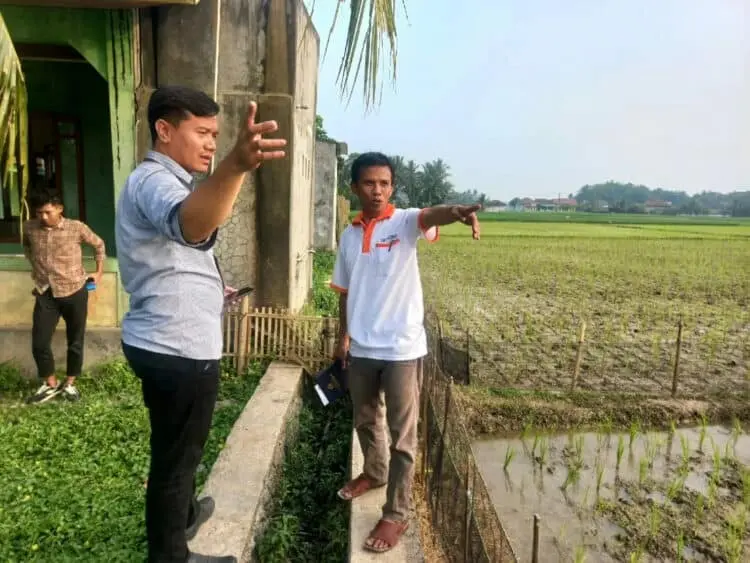Puluhan Hektar Lahan Pertanian di Cikeusal Kabupaten Serang Tidak Teraliri Air