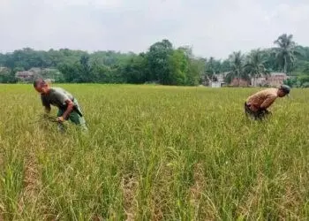 Pemkab Lebak Verifikasi Sawah Bebas Pajak