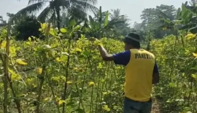 “Mimpi Buruk” Petani Sayuran di Lebak Gagal Panen Gegara Dampak El-Nino