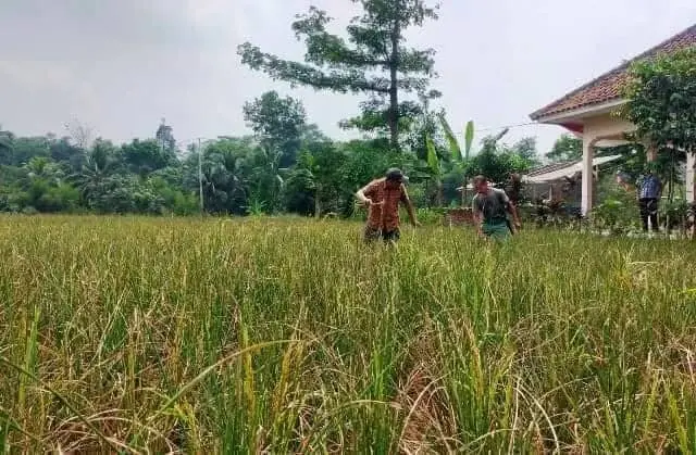 Dampak Kekeringan, 50 Hektare Padi di Lebak Terancam Puso