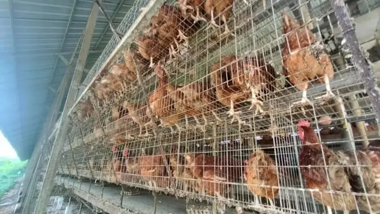 Ini Beberapa Kecamatan di Kabupaten Serang Yang Marak Peternakan Ayam, dan Begini Prosedur Perizinannya