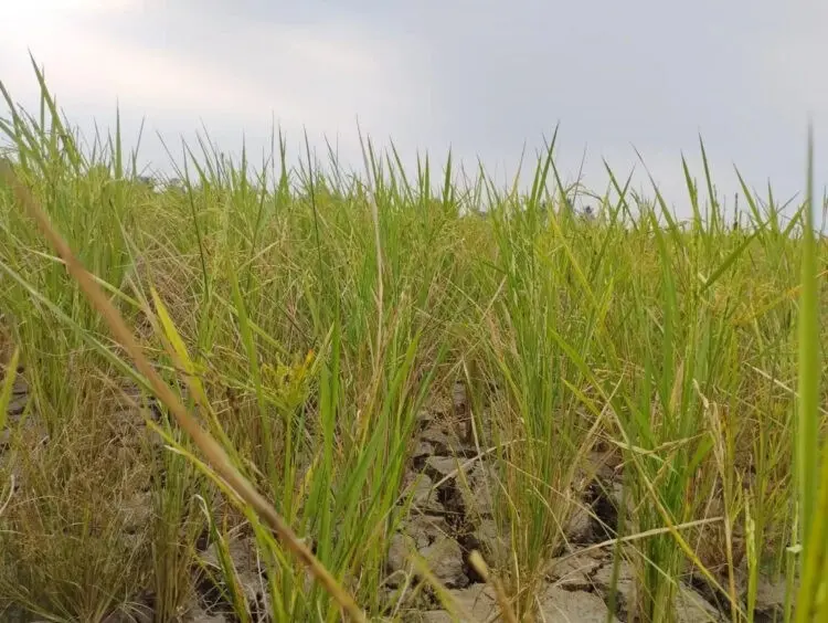 Akibat Kemarau Panjang, 201 Hektare Sawah di Kabupaten Tangerang Terancam Puso