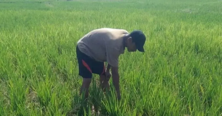 Ribuan Hektare Sawah Kekeringan, Petani Pandeglang Khawatir Gagal Panen