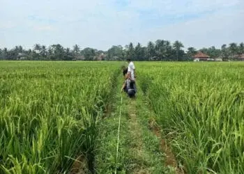Seluas 1.079 Hektare Sawah di Kabupaten Serang Kekeringan