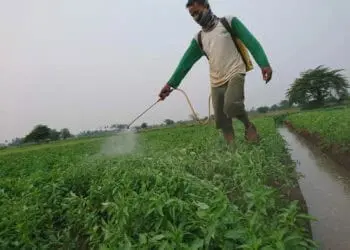 Kemarau Panjang, Petani Sindang Jaya Tangerang Merugi
