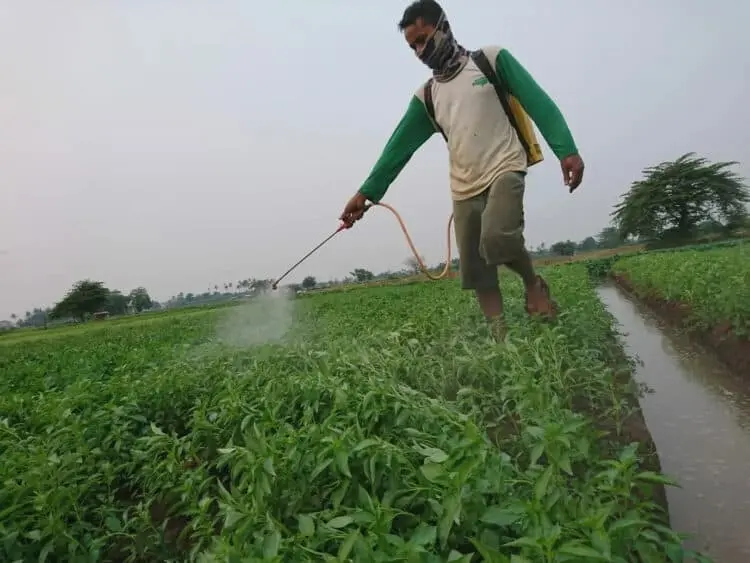 Kemarau Panjang, Petani Sindang Jaya Tangerang Merugi
