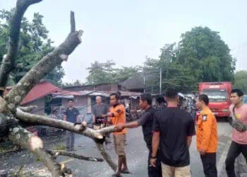 Sejumlah petugas BPBD Kabupaten Serang, mengevakuasi pohon tumbang, Kamis (26/10/2023). (ISTIMEWA)