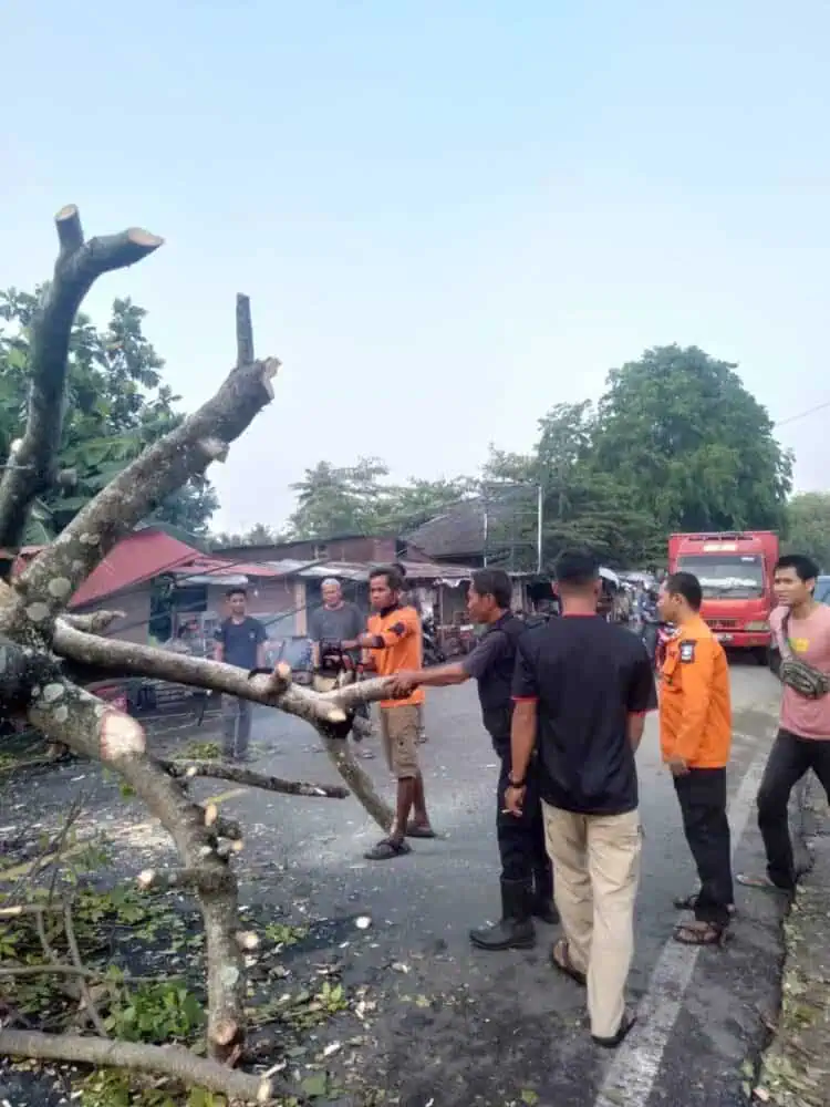 Pedagang Buah di Anyer Kabupaten Serang Meninggal Dunia Tertimpa Pohon Tumbang
