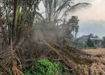 Bakar Jerami, 8 Hektare Lahan di Desa Oyam Kecamatan Gunung Kaler Ikut Terbakar