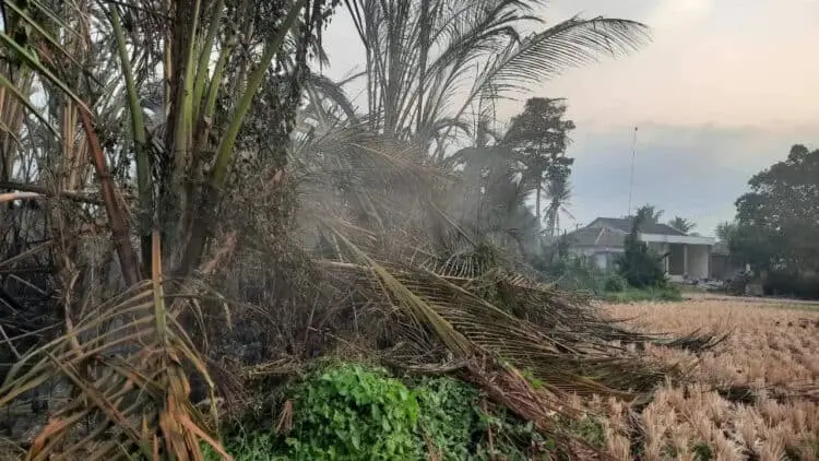 Bakar Jerami, 8 Hektare Lahan di Desa Oyam Kecamatan Gunung Kaler Ikut Terbakar