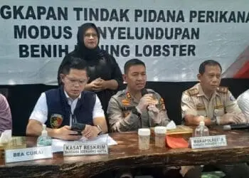 Penyelundupan Benih Lobster Senilai Rp 11,4 Miliar Digagalkan