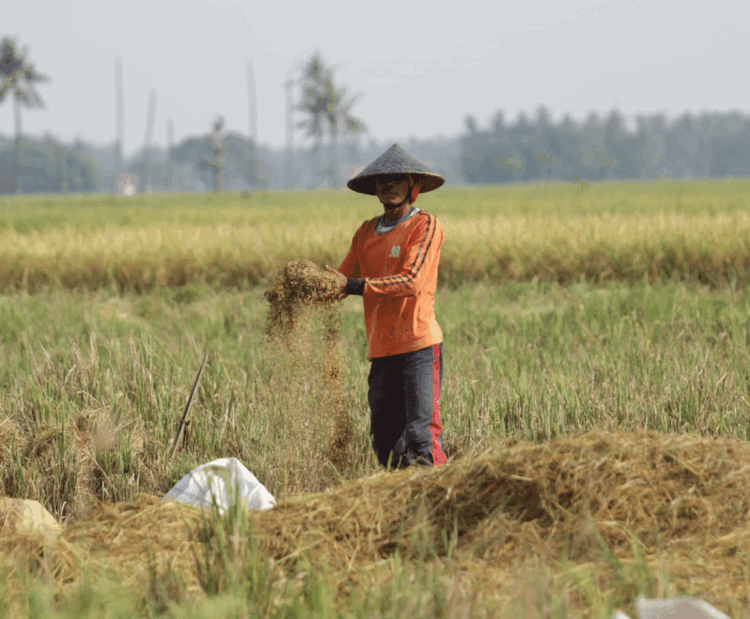 1.276 Hektare Lahan Terdampak Kekeringan