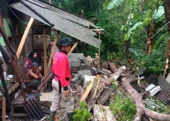 Cuaca Buruk, Sejumlah Rumah Warga di 2 Kecamatan di Pandeglang Ambruk Tertimpa Pohon