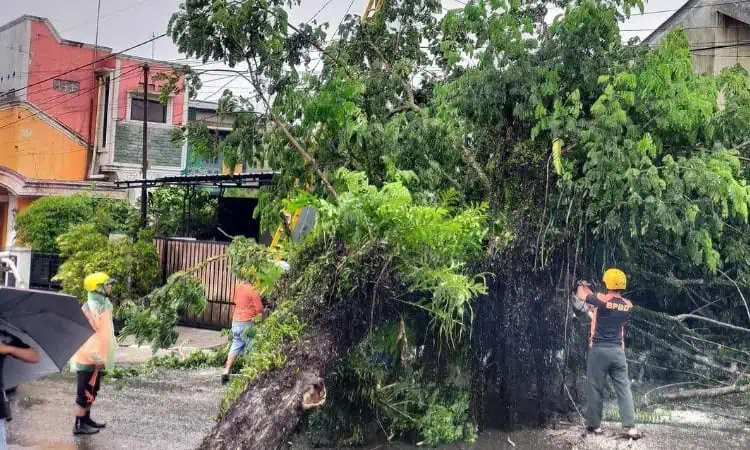 Lagi, Hujan Disertai Angin Kencang Robohkan Pohon Besar di Lebak