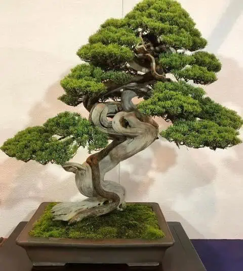 Kontes Bonsai Benteng Perebutkan Piala Wali kota Tangerang
