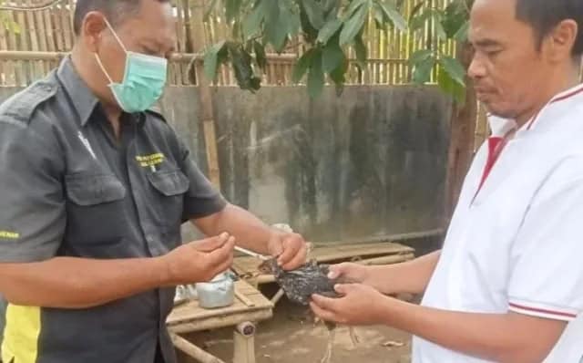 Cegah Flu Burung, Disnaskeswan Lebak Vaksinasi Unggas