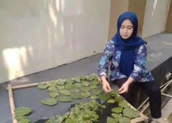 Omzet Jutaan, Kader PKK Asal Neglasari Ini Produksi Keripik Daun Sirih
