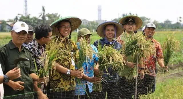 Di Lahan Seluas 14 Hektare, Pemkot Tangerang Panen Raya Padi