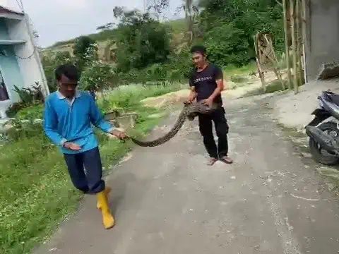 Seram...Ular Sanca Sepanjang 2,5 Meter Masuk Perumahan di Lebak