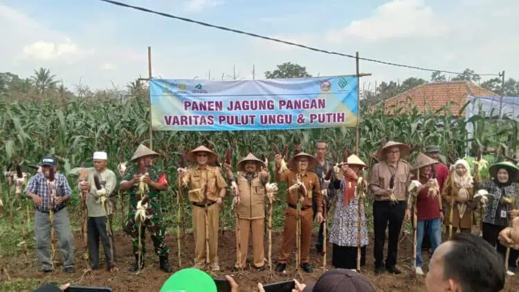 Penuhi Kebutuhan Nasional, Kelompok Tani di Kabupaten Serang Panen Jagung Ungu