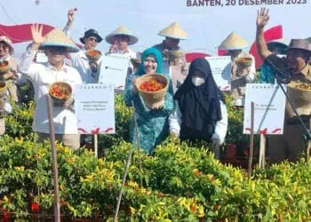 Pemkab Serang Panen Raya Cabai di Baros, Produksi Capai 3 Ton